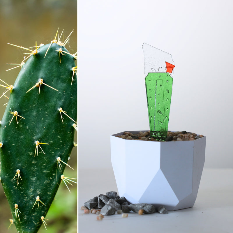 Glass Garden Bundle: Cactus Collection