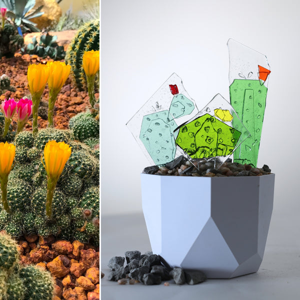 Glass Garden Bundle: Cactus Collection