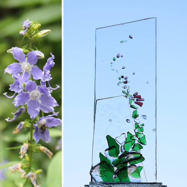 Wildflower Collection: Tall Bellflower
