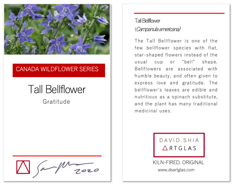 Wildflower Collection: Tall Bellflower