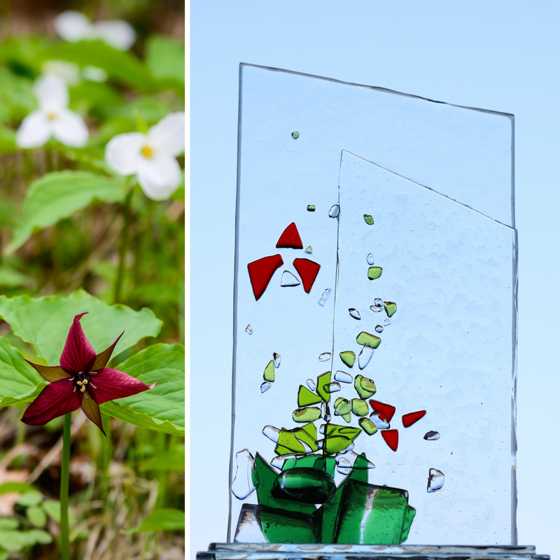 Wildflower Collection: Trillium