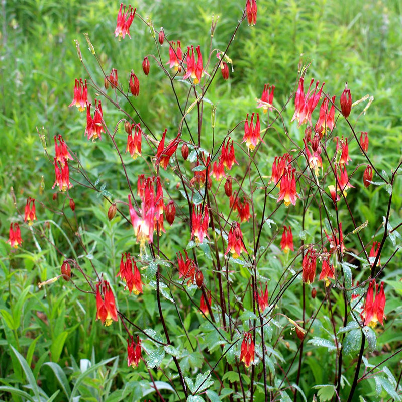 Wildflower Collection: Wild Columbine